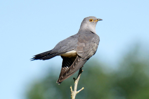 Mai 2025 Dänemark: Birding Tour mit Skagen Fuglefestival