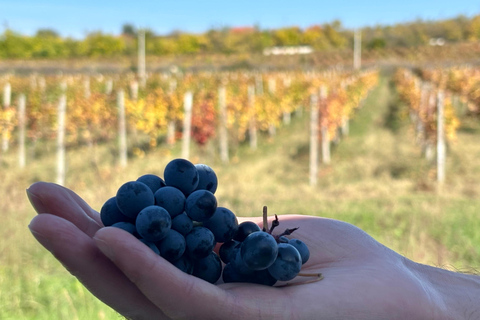 Authentic Kakheti Wine Tour: Tasting & Sighnaghi Wine Tunnel