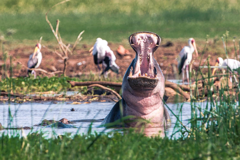 7 Days Comfortable Tanzania Safari