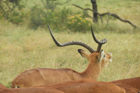 Private Nairobi National Park Drive in 4*4 landcruiser