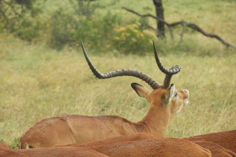 Private Nairobi National Park Drive in 4*4 landcruiser
