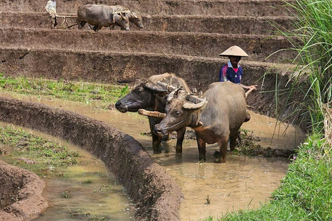 Selogriyo Temple and Java Rice Terrace Guided Trekking Tour Selogriyo Temple Java Rice Terrace Guided Trekking Tour