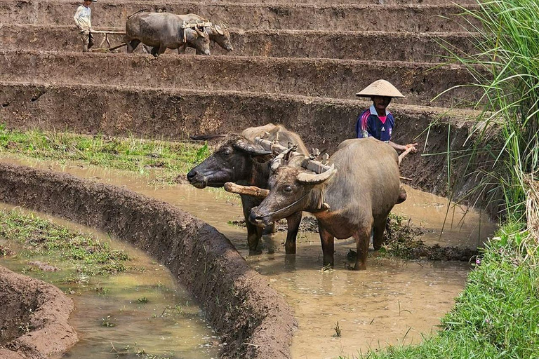 Selogriyo Temple and Java Rice Terrace Guided Trekking Tour Selogriyo Temple Java Rice Terrace Guided Trekking Tour