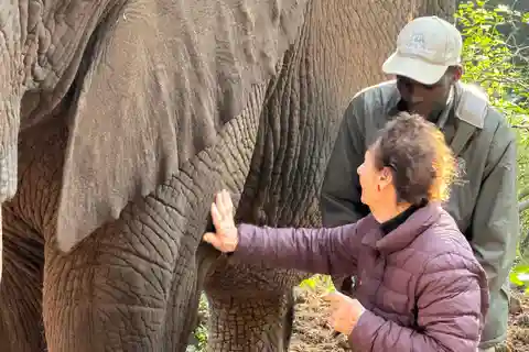 Johannesburg: Elephant, Horse Riding, and Lion Safari Tour