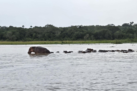 乌干达：2 天基巴莱黑猩猩徒步之旅和默奇森瀑布乌干达：基巴莱、塞穆利基和默奇森瀑布 3 日游
