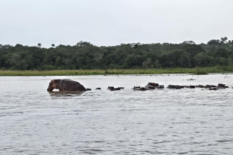 乌干达：2 天基巴莱黑猩猩徒步之旅和默奇森瀑布乌干达：基巴莱、塞穆利基和默奇森瀑布 3 日游