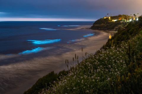 Auckland: Bioluminescentie kajaktocht bij nacht met lesAuckland: Bioluminescentie-kajaktocht 's nachts met collegegeld