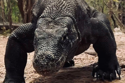 Komodo Island Shore Excursion for Cruise Ship Passengers