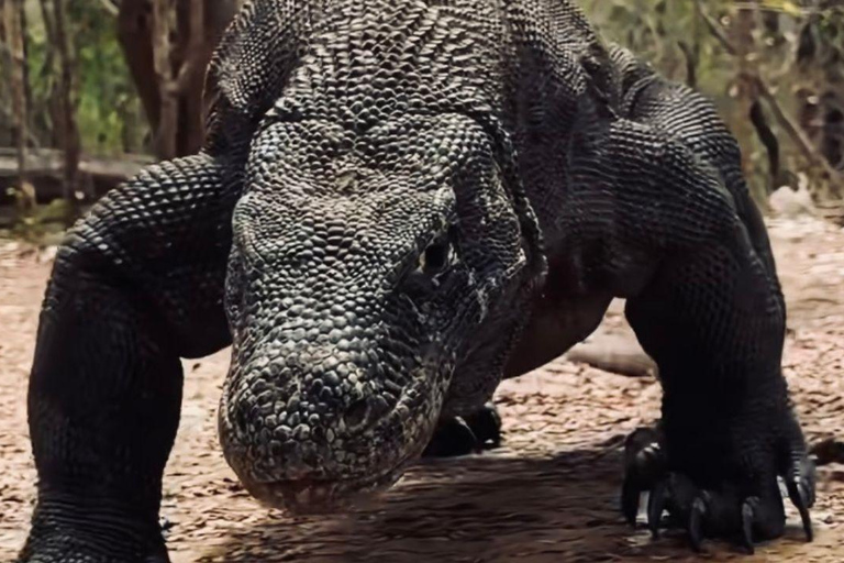 Komodo Island Shore Excursion for Cruise Ship Passengers