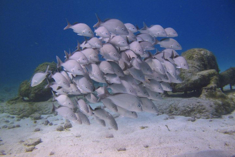 Cancun: Nurkowanie z rurką w Muzeum Podwodnym i na rafie Manchones