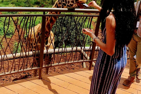 Nairobi: Guided Giraffes Centre & Karen Blixen Museum Tour. Nairobi: Karen Blixen Museum Guided Tour .