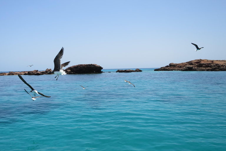 Muscat: Glass-Bottom Snorkeling Trip to Daymaniat w/ Snacks