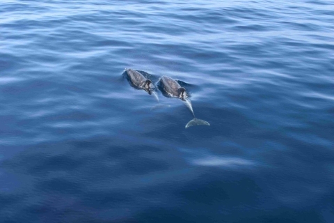 Puerto Rico : 2 Stunden Delfin-Katamaran-Ausflug