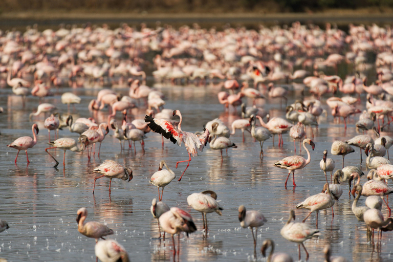 5-Day Masai Mara, Lake Nakuru & Naivasha honeymoon safari