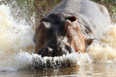 From Zanzibar: 1-Day Selous Safari with Flight & Lunch Selous Safari from Zanzibar – Without Transfer