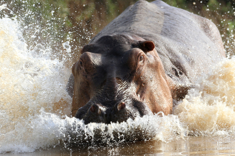 From Zanzibar: 1-Day Selous Safari with Flight & Lunch Selous Safari from Zanzibar – Without Transfer