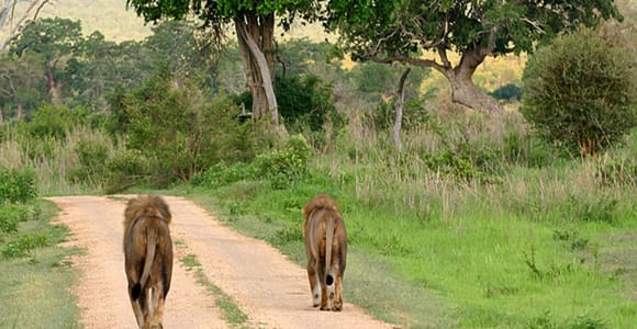 7-Day Safari Mikumi, Selous Game Reserve and Zanzibar Beach