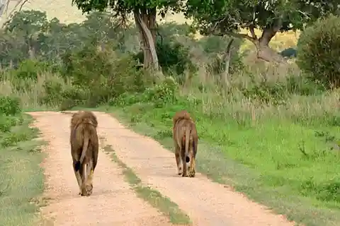 Safari de 7 días Mikumi, Reserva de Caza Selous y Playa de Zanzíbar