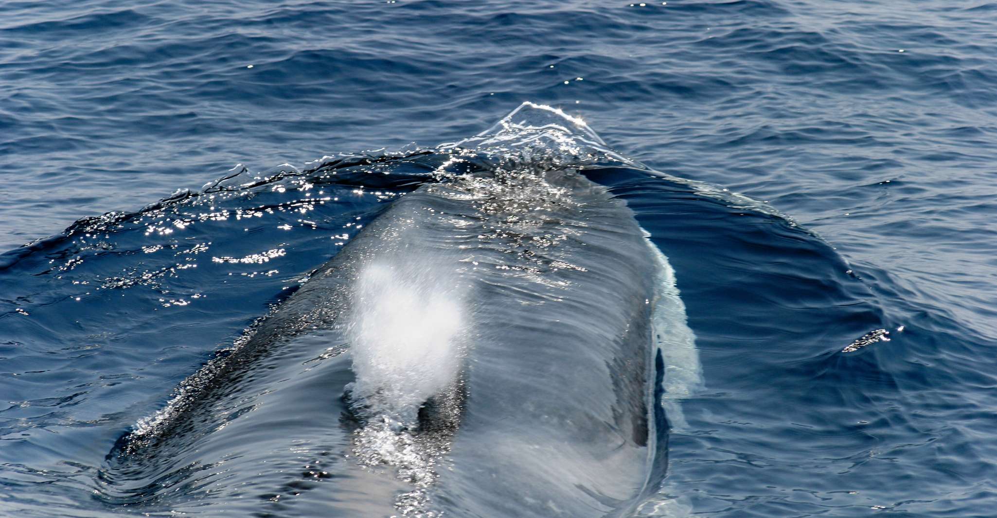 Genoa, Cetacean Watching Cruise with Marine Biologist Guide - Housity