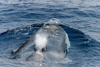 Genoa, Cetacean Watching Cruise with Marine Biologist Guide - Housity