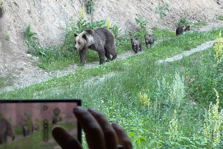Brasov: Bärenbeobachtung in der Wildnis (aus einem Versteck). Foto: GetYourGuide Brasov: Bärenbeobachtung in der Wildnis (aus einem Versteck). Foto: GetYourGuide