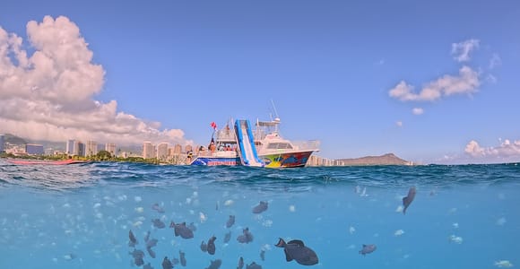 Honolulu: Deluxe Waikiki Schnorchel- und Wildlife-Kreuzfahrt