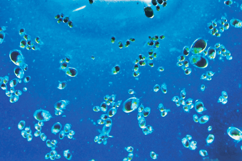 From Osaka: Awaji Island Magical Blue Sea Firefly Night Tour From Namba
