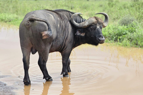 Nairobi National Park Luxury Picnic Game Drive