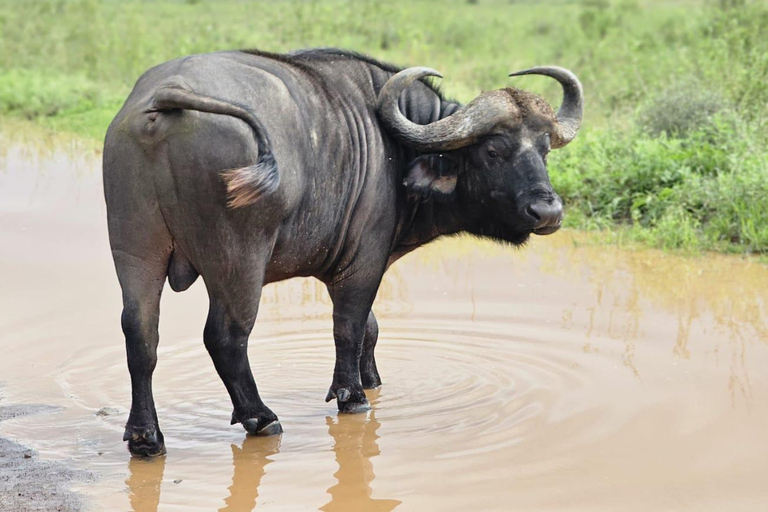 Nairobi National Park Luxury Picnic Game Drive