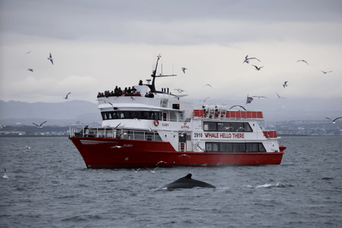 Reykjavik: Puffin and Whale Watching Boat Tour Combo