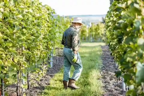 Buenos Aires/Mendoza: 4-Day Harvest & Gaucho Sunset Ride