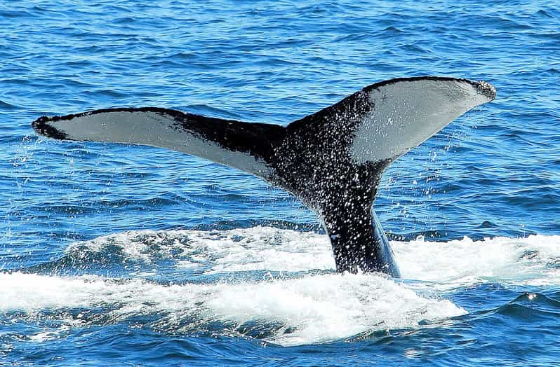 Tadoussac Ou Baie-Ste-Catherine : Observation De Baleines | GetYourGuide