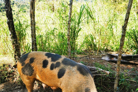 Trekking à Puerto Plata - Expérience de la nature et du folklore