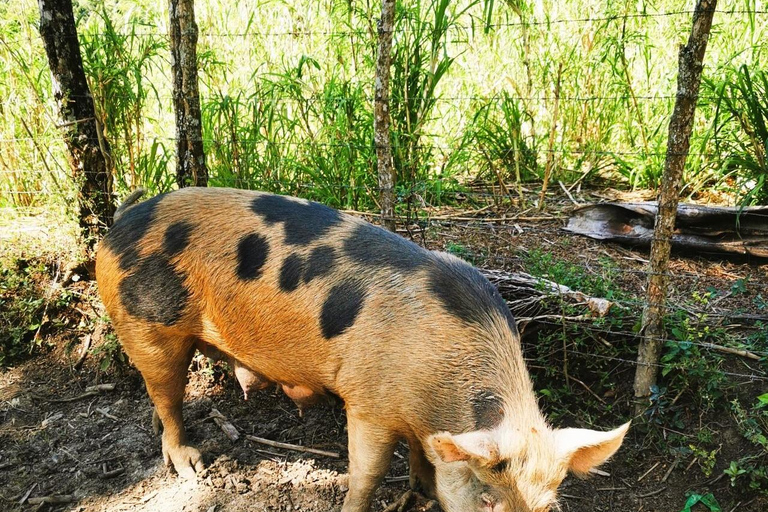 Senderismo en Puerto Plata - Experiencia de Naturaleza y Folclore