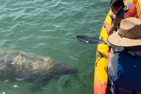 Bradenton: Anna Maria Island Guided Kayaking Manatee Tour