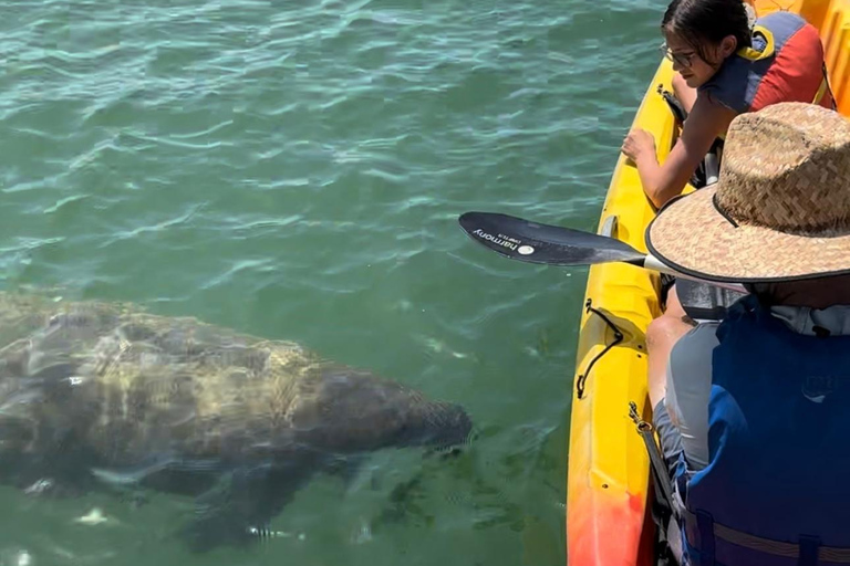 Bradenton: Anna Maria Island Guided Kayaking Manatee Tour