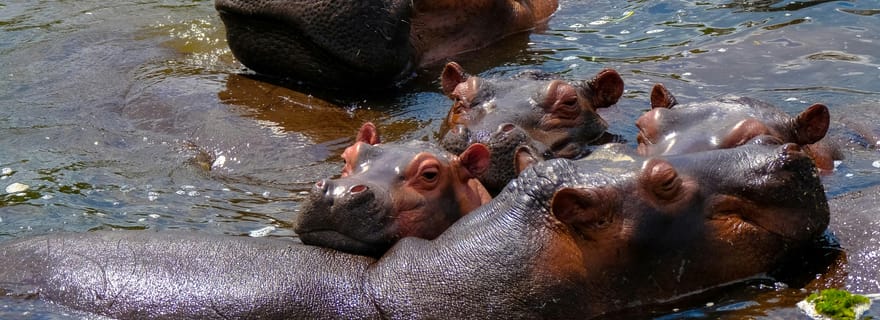 Naivasha : tour en bateau et visite guidée de Crescent Island