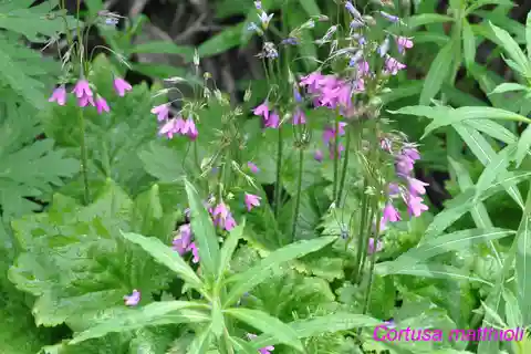 PIANTE SPONTANEE COMMESTIBILI