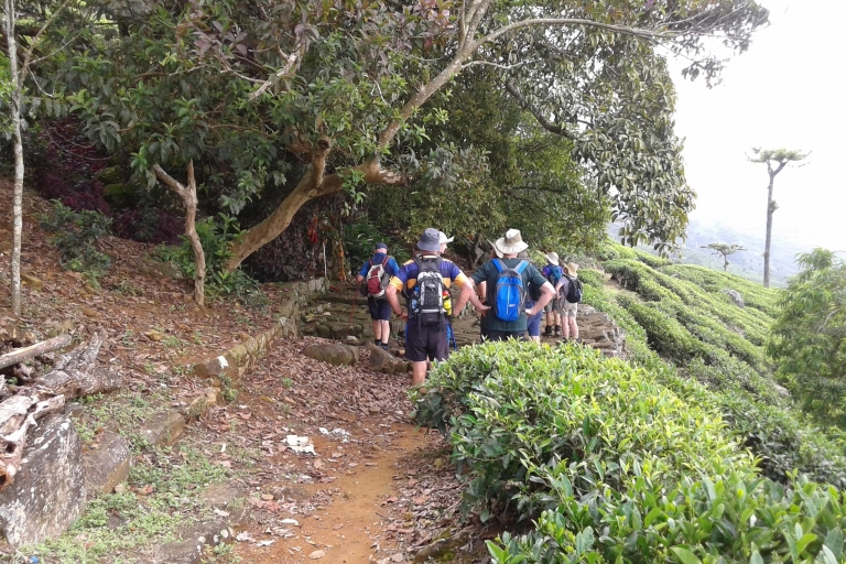 Vakantie Sri Lanka met een week trektocht over de pekoe trail