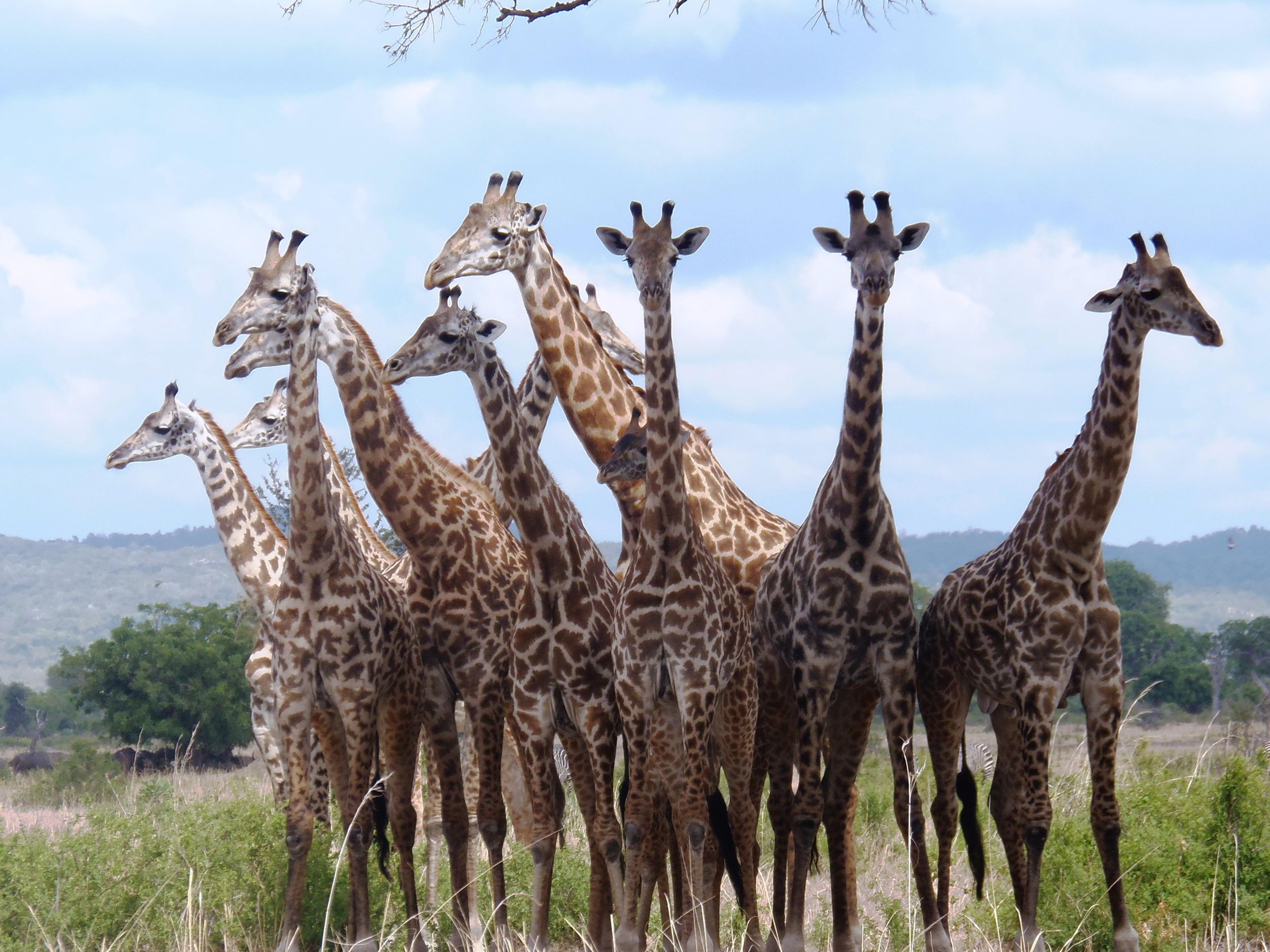 Safari-Abenteuer von Daressalam nach Mikumi mit SGR-Zugfahrt