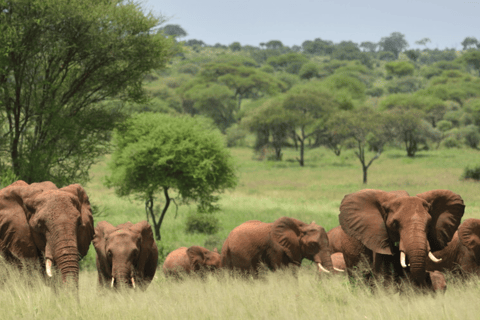 Zanzíbar: safari de 3 días en el Serengueti con comidas