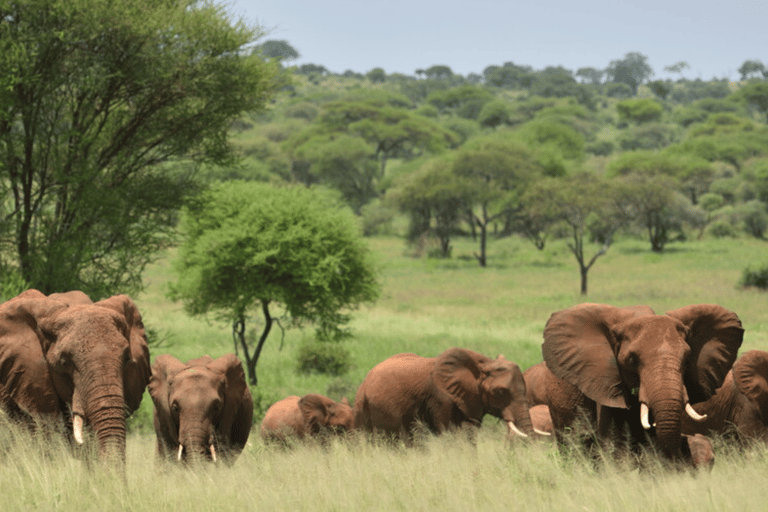 Zanzíbar: safari de 3 días en el Serengueti con comidas