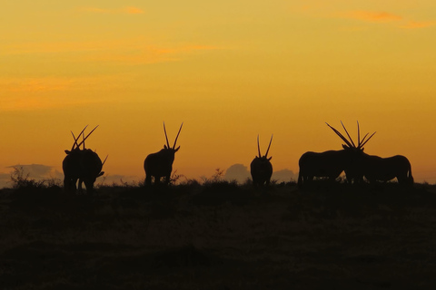 2-Day Safari with Big 5 Game Drives, at amazing 4-Star Lodge Wildlife Lions Safari 2-day Garden Route