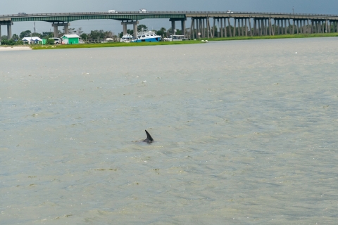 Savannah: rejs z delfinami na wyspie TybeeSavannah: Wycieczka łodzią z obserwacją delfinów na Tybee Island