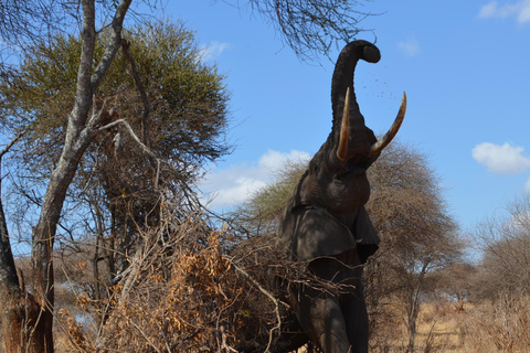 Arusha : 7 jours de safari au Serengeti et au Ngorongoro