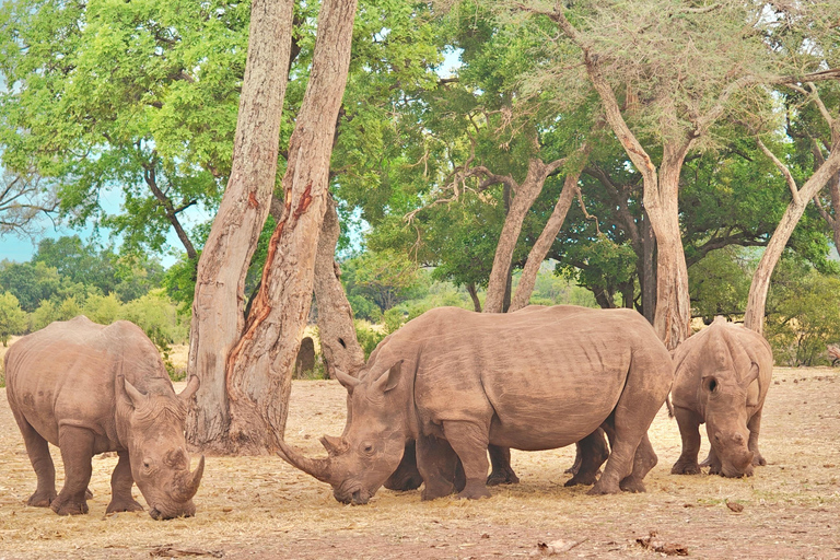 Livingstone Mosi-oa-Tunya 4x4 Rhino Tracking and Lunch