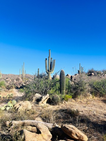 Visit Guided Yoga Hikes Private or Small Groups in Tucson, Arizona