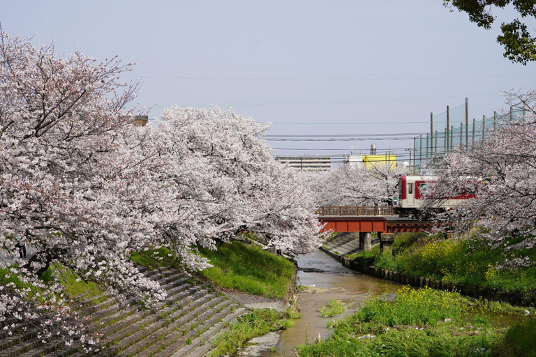 Day tour of Kyoto+Nara, Fushimi Inari Taisha+Arashiyama