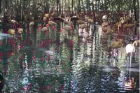 Baru, Playa Blanca + Aviary com Almoço do Caribe - Housity