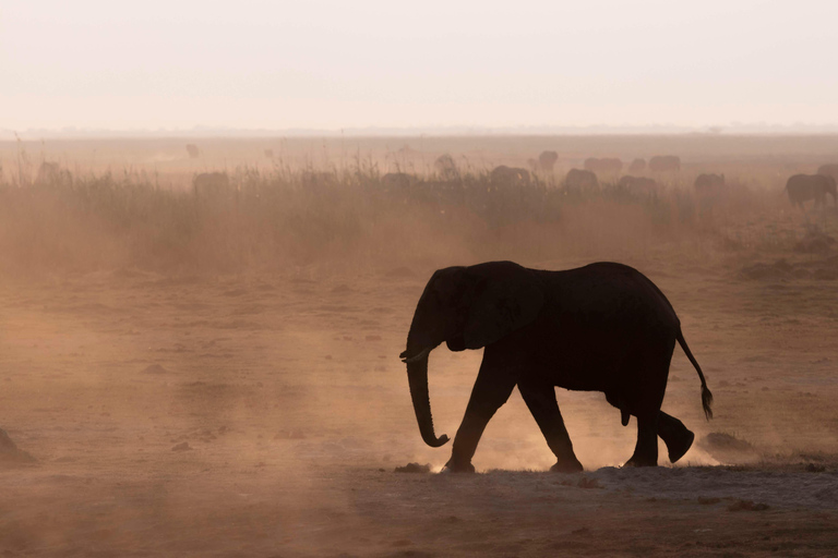 Rhino Walk & Game Drive Safari in Mosi oa Tunya NP